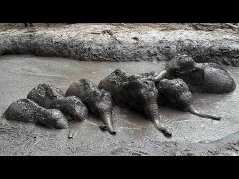 Herd of baby elephants rescued from mud pit in Thailand