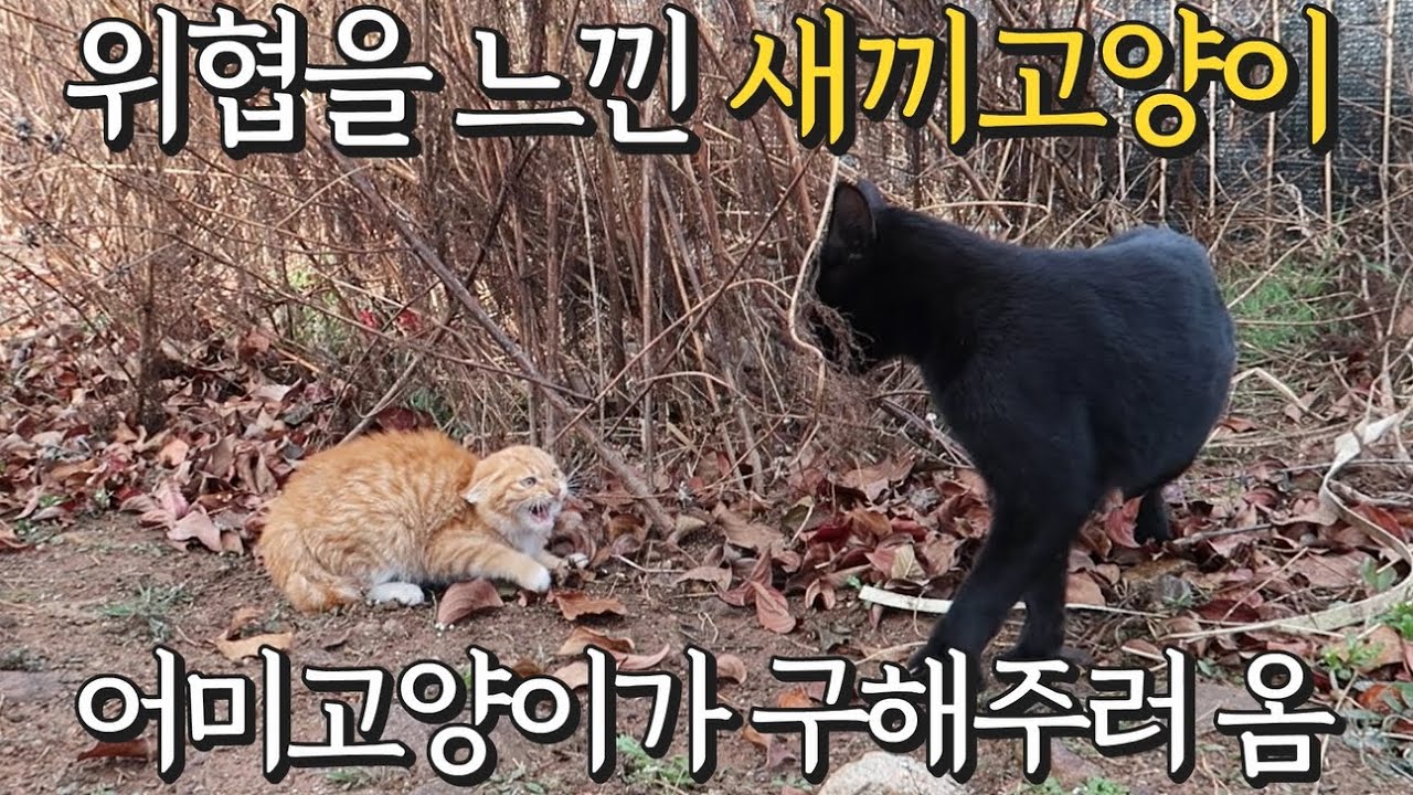 겁먹은 새끼 고양이를 구하러 온 어미 고양이