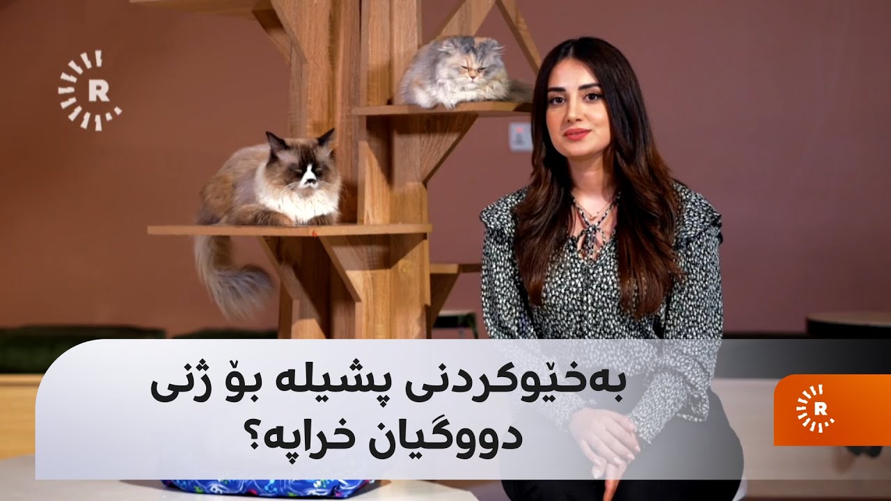 ماڵی و کێوی؛ ئەمجارە باسی بەخێوکردنی پشیلەیە. راستە دەڵێن پشیلە بێوەفایە؟