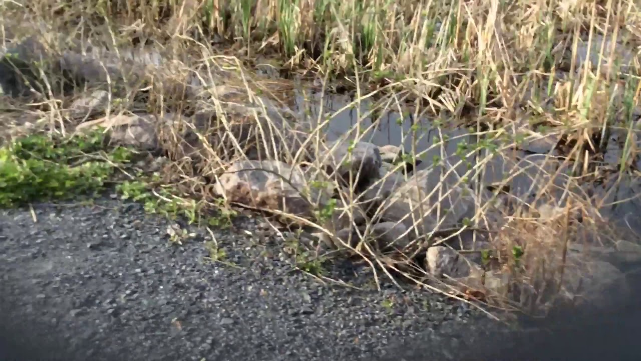 delcarte Franklin MA, Park