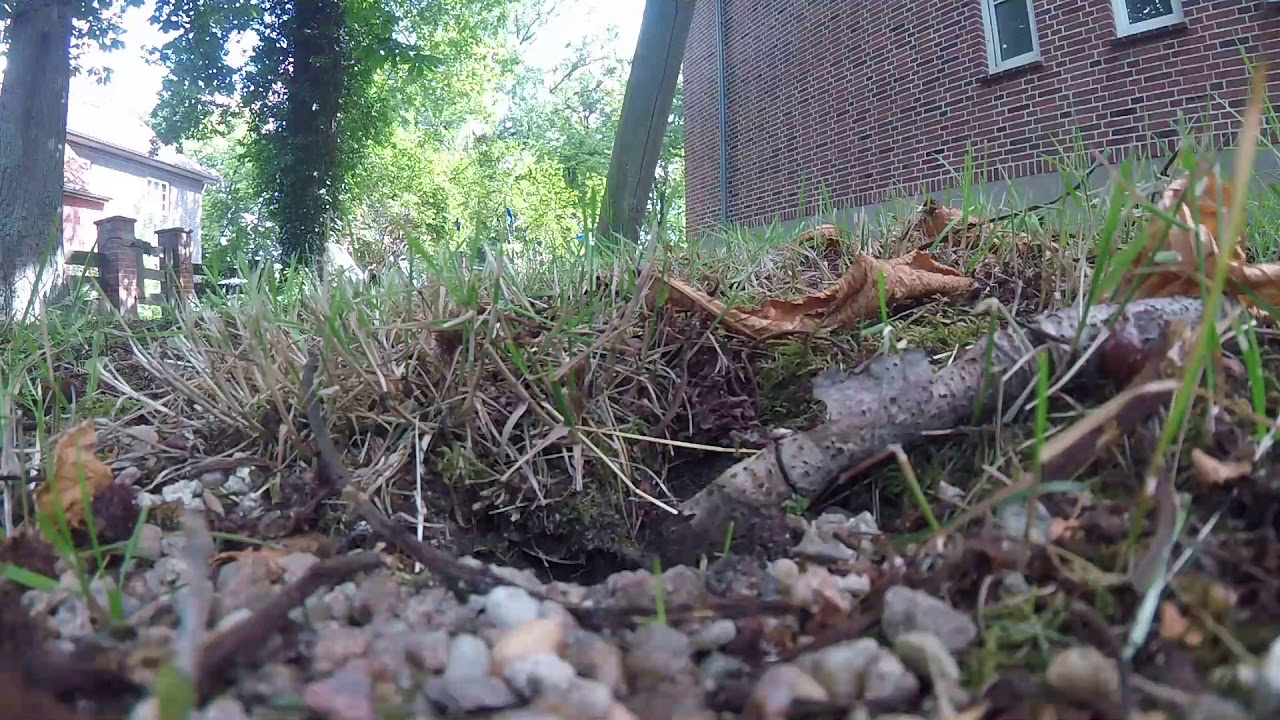 Wespennest - Erdwespen - Sound