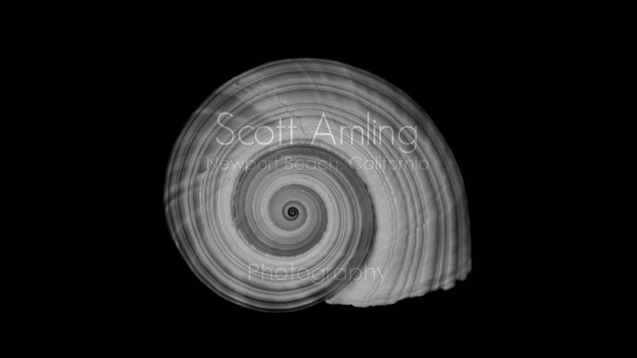 Zoom In Call for Entries Accepted Artists