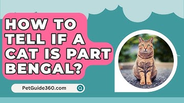 How To Tell If A Cat Is Part Bengal? - PetGuide360.com