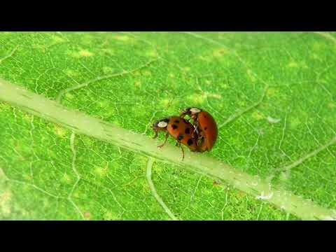Lady bug mating - unique animal mating vedio