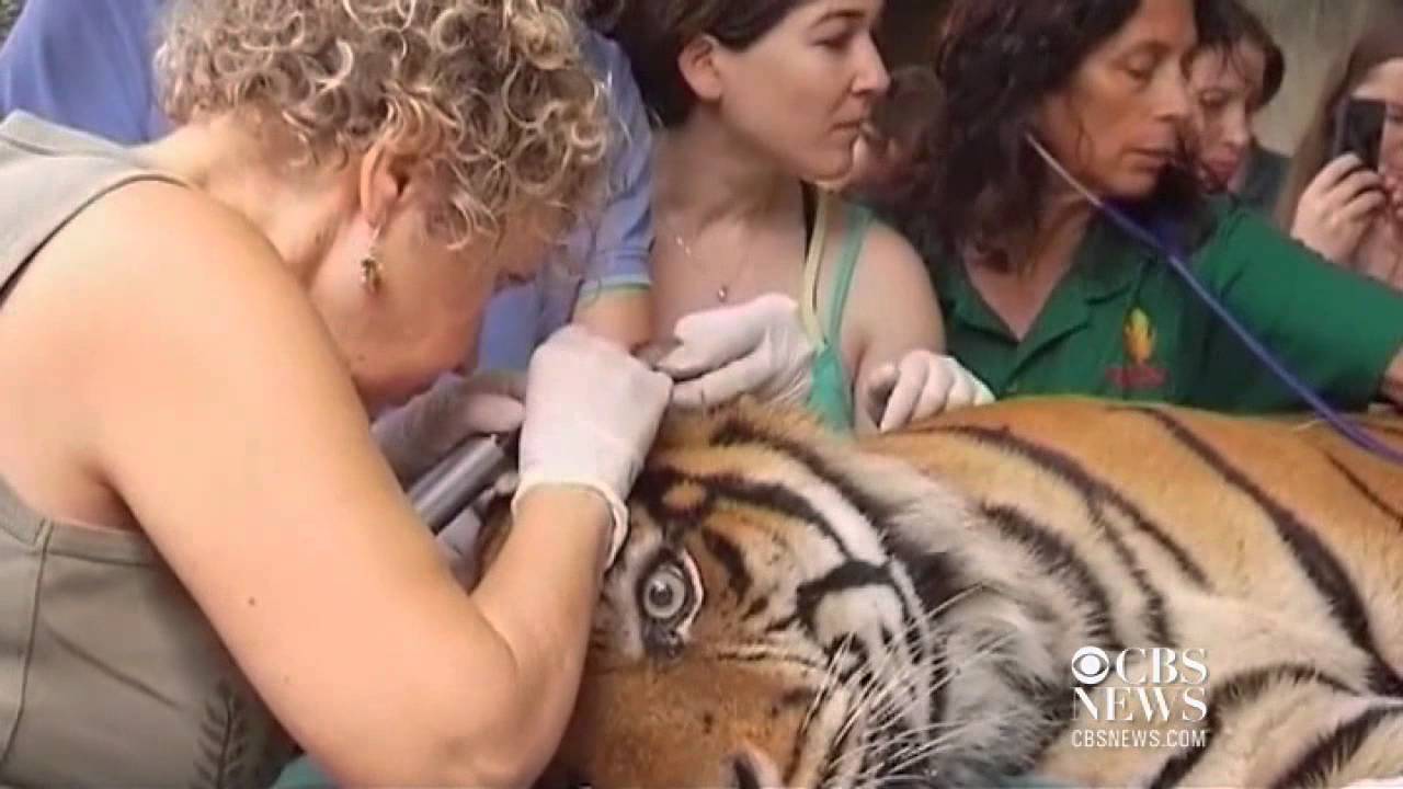 Israeli Zoo uses acupuncture to treat tiger