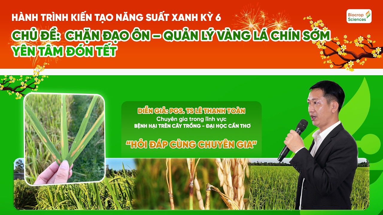 BVN - HỎI ĐÁP CÙNG CHUYÊN GIA - CHẶN ĐẠO ÔN - QUẢN LÝ VÀNG LÁ CHÍN SỚM YÊN TÂM ĐÓN TẾT