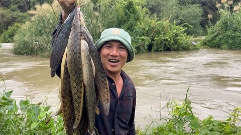 câu cá chạch ở sông đồng nai (phân 5) ngẫu hứng vlog,