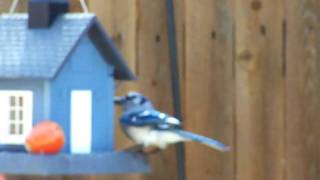 BlueJay Eating