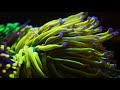 Reef technics  fiche euphyllia glabrescens