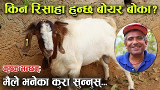 बोयर बोकाको स्वभाव किन रिसाहा? कृषक भन्छन्– मेरो कुरा सुन्नुस्... │Nepal Chitra