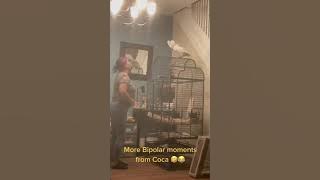 kaka tua marah, berdebat dengan majikannya