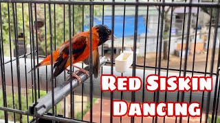 Red Siskin Singing Best Song Training - Canto Pintassilgo venezuelano 1H