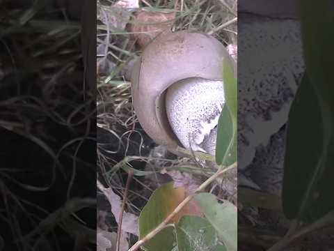 грибной сезон начинается #грибы #тихаяохота #белыйгриб