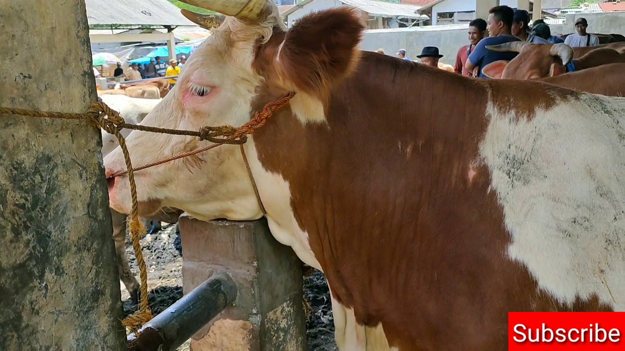 HARGA SAPI INDUKAN SIMMENTAL BUNTING 8 BULAN DI PASAR 