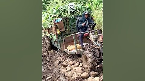 #shorts xe càng một cầu chở chuối gặp bùn lầy mùa mưa và cái kết #shortvideo #short