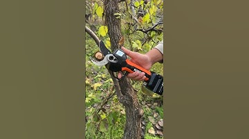 Tree Branches Cutting Process- Good tools and machinery make work easy