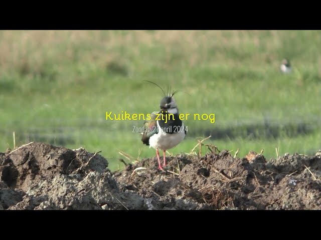 De kuikens van de kou in De Veldkamp Borne