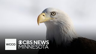Wabasha’s National Eagle Center celebrates bird’s national veneration Wabasha Mn Eagle Center