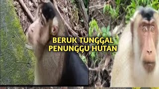 BERUK TUNGGAL/RAJA BERUK
