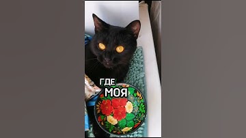 Смешные коты #котики #смешныекоты #милыекоты