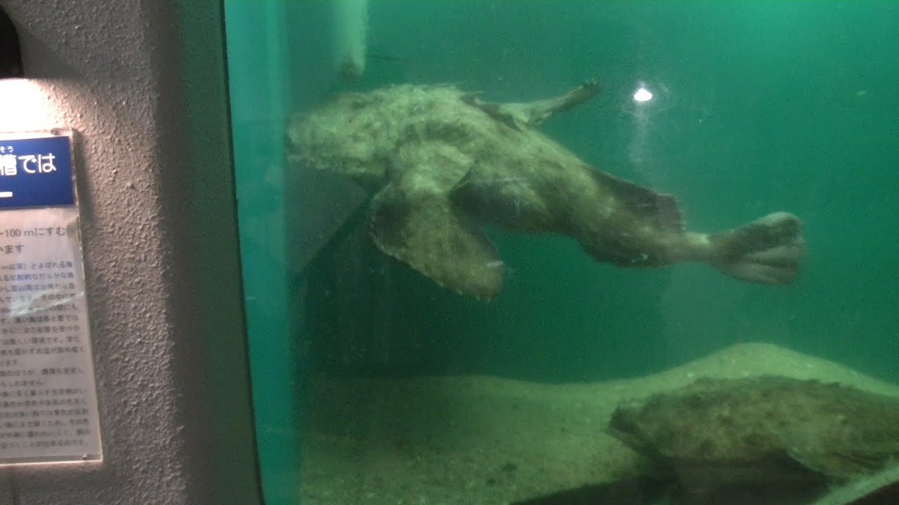 能登半島 のとじま水族館へ 巨大アンコウを見に行った 14 03 30 Youtube