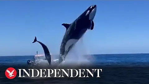 Orca leaps in the air during dolphin hunt