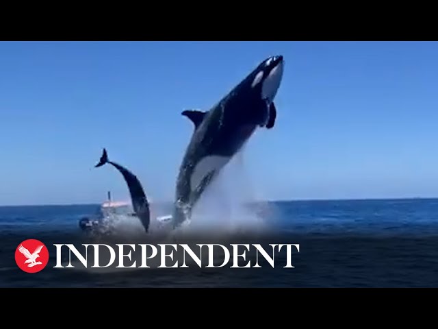 Orca leaps in the air during dolphin hunt class=