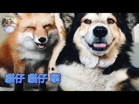 阿姆狐狸 彭嬿