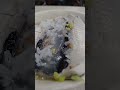 20260522漫遊到台中來碗虱目魚粥 竟然是一整片
