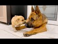 How Can a German Shepherd Be So Cute with a Little Puppy!