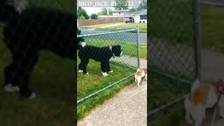 Nico Jack Russell Tv Jrt Chasing Animals.