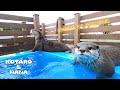 カワウソとリゾート旅行！最後にもう一度あの水族館へ行って来た　 Otters Visit An Aquarium And A Resort Hotel