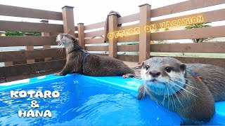 カワウソとリゾート旅行！最後にもう一度あの水族館へ行って来た　 Otters Visit An Aquarium And A Resort Hotel
