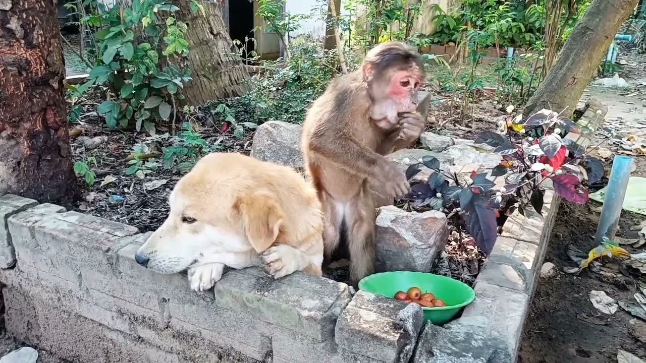 Interspecies Love Monkeys and Dogs Bonding Together 