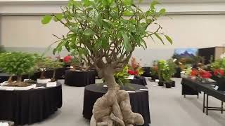 22-Year-Old Bonsai Tree at the KHS Show | A Living Work of Art