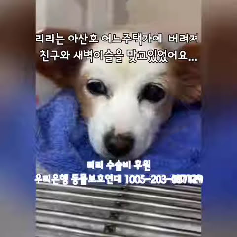 동물보호연대 BFA - YouTube 동물보호연대 Bfa - Youtube