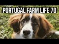 Portugal Farm Life 70 - The CONE of SHAME🤣