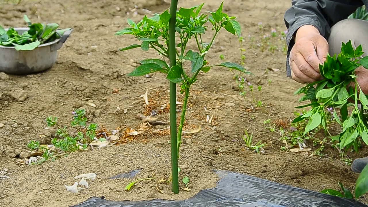 シシトウ植え付け後の芽の欠き方 Youtube