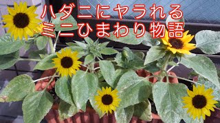 種から ハダニにやられるひまわりの巻 ミニひまわり成長過程 Sunflowers Damaged By Spider Mites Youtube 種から ハダニにやられるひまわりの巻 ミニひまわり成長過程 Sunflowers Damaged By Spider Mites Youtube