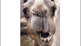 كم عدد أسنان الجمل youtube كم عدد أسنان الجمل youtube