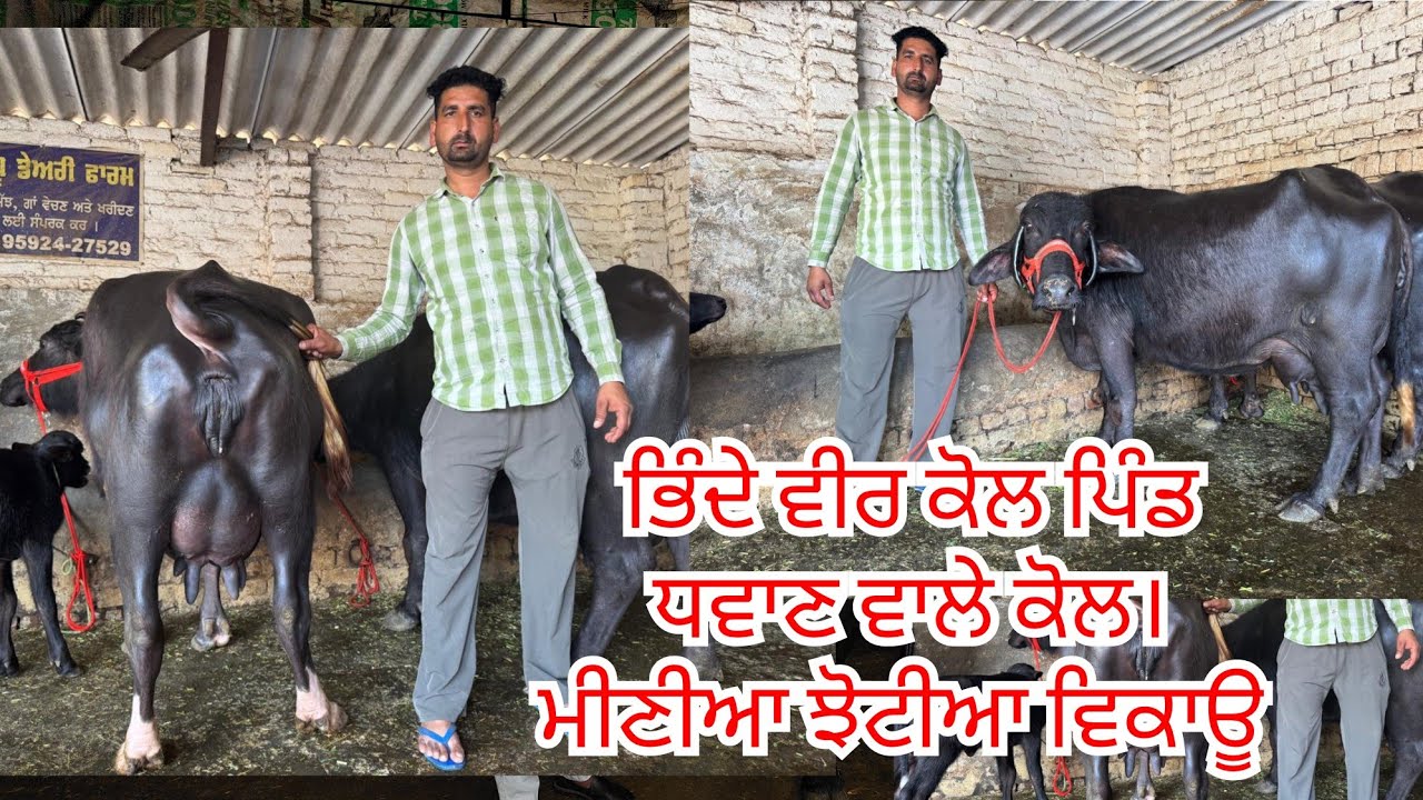 4 April 2026 ਫੋਨ 95924-27529 👈 6-5 ਝੋਟੀਆ ਵਿਕਾਊ ਵੀਰ ਕੋਲ ਬਹੁਤ ਸੁੰਦਰ ਦੁੱਧ ਵਾਲੀਆ ਝੋਟੀਆ ਵਿਕਾਊ 