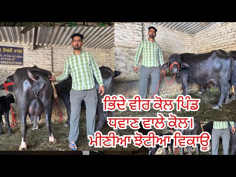 4 April 2026 ਫੋਨ 95924-27529 👈 6-5 ਝੋਟੀਆ ਵਿਕਾਊ ਵੀਰ ਕੋਲ ਬਹੁਤ ਸੁੰਦਰ ਦੁੱਧ ਵਾਲੀਆ ਝੋਟੀਆ ਵਿਕਾਊ 