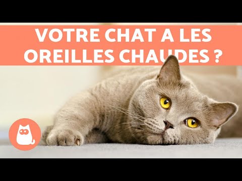 Vidéo: Comment identifier les serpents de bébé