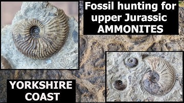 #fossilhunting  for UPPER JURASSIC #ammonite #fossils on the Yorkshire coast