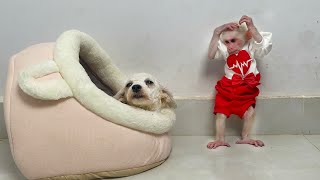 Try not to laugh😂! Monkey Luk was angry when Jack dog peed on his bed