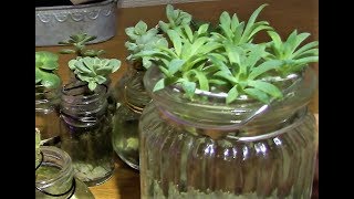 多肉植物の増やし方 胴切り ファンファーレ編 Increase Succulent Youtube