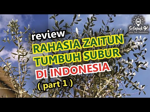 Video: Pokok Zaitun Ditanam Bekas - Cara Menanam Pokok Zaitun Dalam Pasu