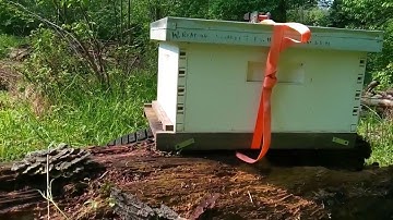Watch a Swarm Moving in! | Swarm Trapping | Bait hive