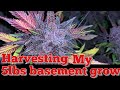 5 lbs harvest medical indoor cannabis using 315 watts cmh