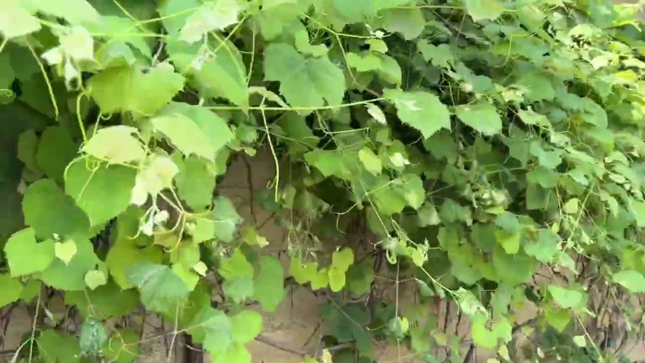 Allerton Park  Part 2